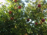 The Fig Garden